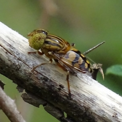 Eristalinus punctulatus (Golden Native Drone Fly) at Paddys River, ACT - 3 Jan 2018 by roymcd