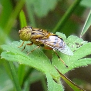 Eristalinus punctulatus at Paddys River, ACT - 4 Jan 2018