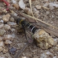 Villa sp. (genus) (Unidentified Villa bee fly) at Paddys River, ACT - 4 Jan 2018 by roymcd