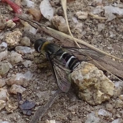 Villa sp. (genus) (Unidentified Villa bee fly) at Paddys River, ACT - 4 Jan 2018 by roymcd