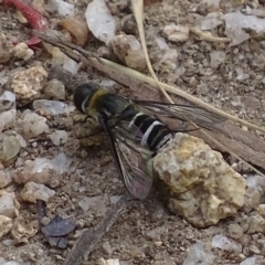 Villa sp. (genus) (Unidentified Villa bee fly) at Jedbinbilla - 3 Jan 2018 by roymcd