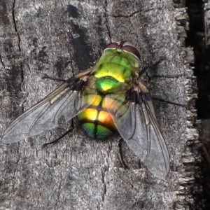 Rutilia (Chrysorutilia) formosa at Paddys River, ACT - 4 Jan 2018