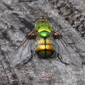 Rutilia (Chrysorutilia) formosa at Paddys River, ACT - 4 Jan 2018 09:12 AM