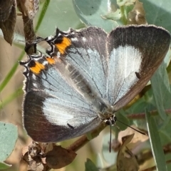 Jalmenus evagoras (Imperial Hairstreak) at Paddys River, ACT - 4 Jan 2018 by roymcd