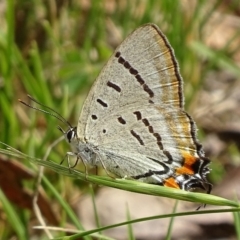 Jalmenus evagoras at Paddys River, ACT - 4 Jan 2018