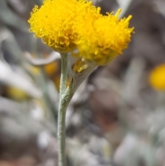 Chrysocephalum apiculatum (Common Everlasting) at Griffith Woodland - 4 Jan 2018 by ianandlibby1