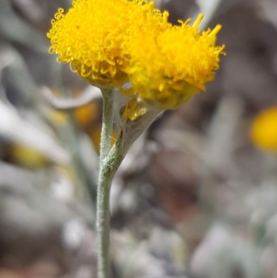 Chrysocephalum apiculatum (Common Everlasting) at Griffith Woodland - 4 Jan 2018 by ianandlibby1