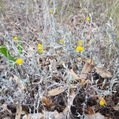 Chrysocephalum apiculatum at Griffith, ACT - 4 Jan 2018 03:44 PM