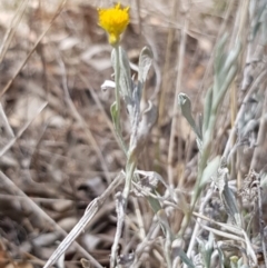 Chrysocephalum apiculatum at Griffith, ACT - 4 Jan 2018 03:44 PM