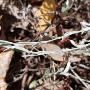 Chrysocephalum apiculatum at Griffith, ACT - 4 Jan 2018