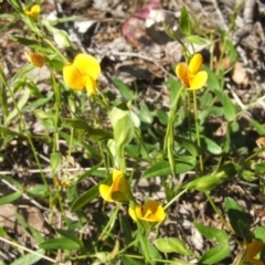 Zornia dyctiocarpa var. dyctiocarpa (Zornia) at Yarralumla, ACT - 13 Dec 2017 by pinnaCLE