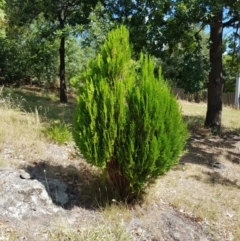 Chamaecyparis sp. (False Cypress) at Griffith Woodland - 4 Jan 2018 by ianandlibby1