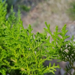 Chamaecyparis sp. at Griffith, ACT - 4 Jan 2018