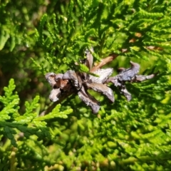 Chamaecyparis sp. at Griffith, ACT - 4 Jan 2018 03:49 PM