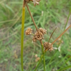 Juncus vaginatus (Clustered Rush) at Griffith Woodland - 3 Jan 2018 by ianandlibby1