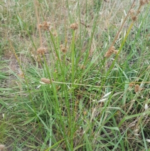 Juncus vaginatus at Griffith, ACT - 3 Jan 2018 06:08 PM