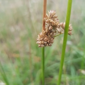 Juncus vaginatus at Griffith, ACT - 3 Jan 2018