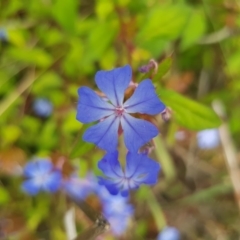 Ceratostigma willmottianum (Chinese Plumbago) at Griffith Woodland - 3 Jan 2018 by ianandlibby1