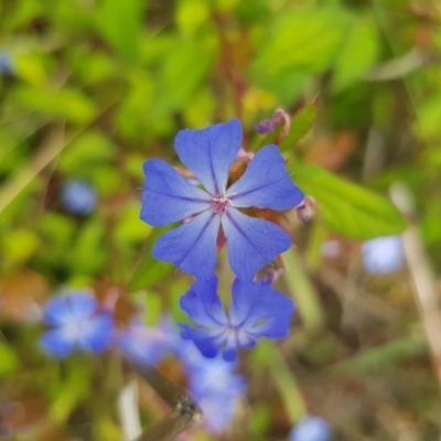 Ceratostigma willmottianum (Chinese Plumbago) at Griffith Woodland - 3 Jan 2018 by ianandlibby1