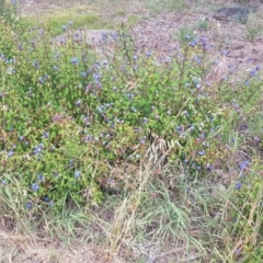 Ceratostigma willmottianum at Griffith, ACT - 3 Jan 2018