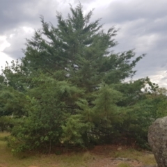 Hesperocyparis arizonica (Arizona Cypress) at Griffith Woodland - 3 Jan 2018 by ianandlibby1