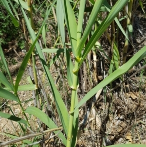 Arundo donax at Griffith, ACT - 4 Jan 2018