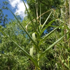 Arundo donax at Griffith, ACT - 4 Jan 2018