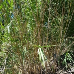 Arundo donax at Griffith, ACT - 4 Jan 2018