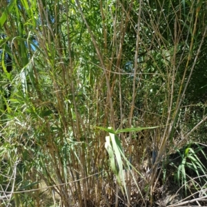 Arundo donax at Griffith, ACT - 4 Jan 2018 03:51 PM