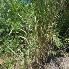 Arundo donax at Griffith, ACT - 4 Jan 2018