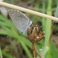 Zizina otis (Common Grass-Blue) at Griffith Woodland - 3 Jan 2018 by ianandlibby1