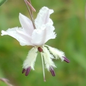 Arthropodium milleflorum at Isaacs, ACT - 31 Dec 2017 09:40 AM