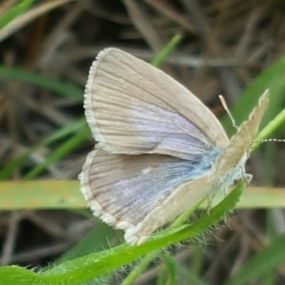 Zizina otis (Common Grass-Blue) at Isaacs, ACT - 31 Dec 2017 by Mike