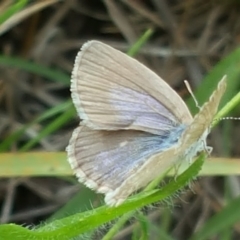 Zizina otis (Common Grass-Blue) at Isaacs, ACT - 30 Dec 2017 by Mike
