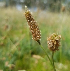 Plantago lanceolata (Ribwort Plantain, Lamb's Tongues) at Griffith Woodland - 21 Dec 2017 by ianandlibby1