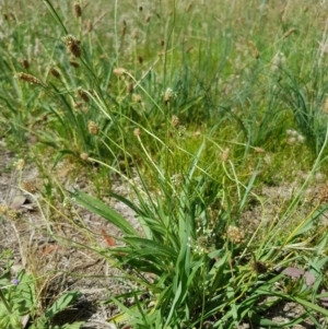 Plantago lanceolata at Griffith, ACT - 21 Dec 2017