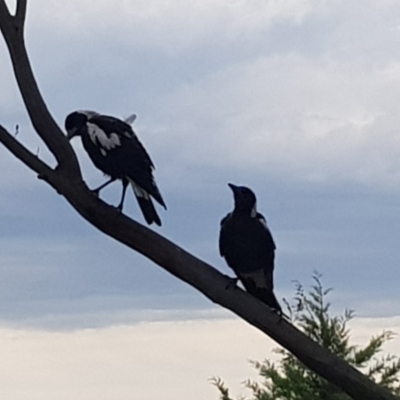 Gymnorhina tibicen (Australian Magpie) at Griffith, ACT - 3 Jan 2018 by ianandlibby1