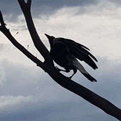 Gymnorhina tibicen at Griffith, ACT - 3 Jan 2018 05:46 PM