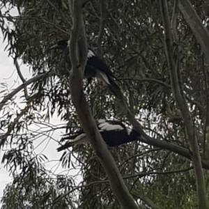 Gymnorhina tibicen at Griffith, ACT - 3 Jan 2018 05:46 PM