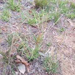 Chloris truncata (Windmill Grass) at Griffith, ACT - 3 Jan 2018 by ianandlibby1