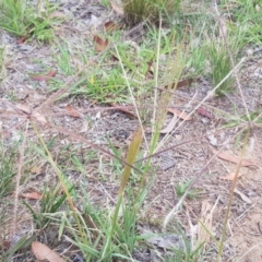 Chloris truncata at Griffith, ACT - 3 Jan 2018