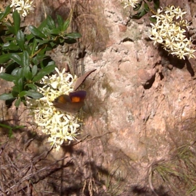 Paralucia pyrodiscus (Fiery Copper) at Isaacs, ACT - 4 Jan 2011 by Mike