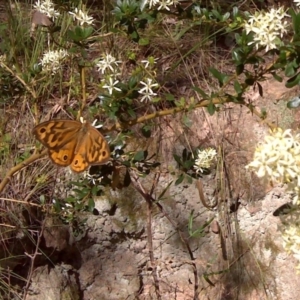 Heteronympha merope at Isaacs, ACT - 4 Jan 2011