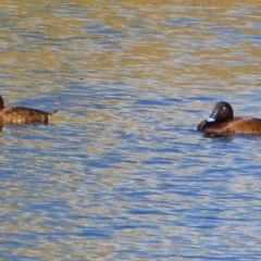 Aythya australis (Hardhead) at Wandiyali-Environa Conservation Area - 4 Jan 2018 by Wandiyali