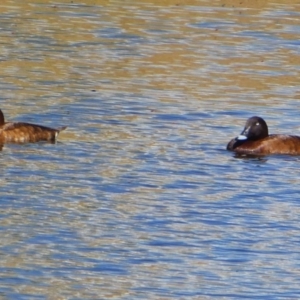 Aythya australis at Googong, NSW - 4 Jan 2018