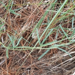 Glycine clandestina at Isaacs, ACT - 31 Dec 2017 09:54 AM