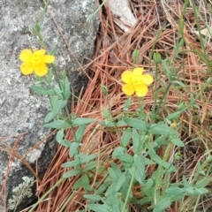 Hypericum gramineum (Small St Johns Wort) at Isaacs Ridge and Nearby - 30 Dec 2017 by Mike