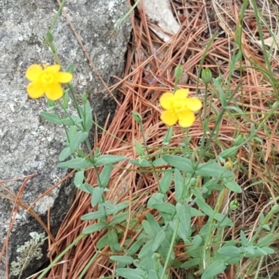 Hypericum gramineum (Small St Johns Wort) at Isaacs Ridge - 30 Dec 2017 by Mike