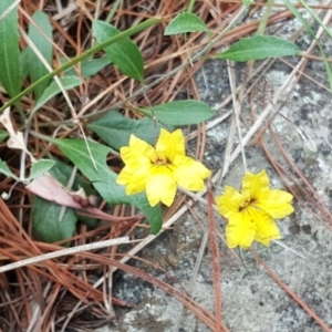 Goodenia hederacea subsp. hederacea at Isaacs, ACT - 31 Dec 2017