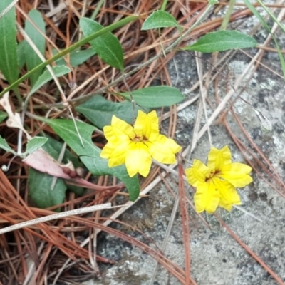 Goodenia hederacea subsp. hederacea (Ivy Goodenia, Forest Goodenia) at Isaacs, ACT - 31 Dec 2017 by Mike